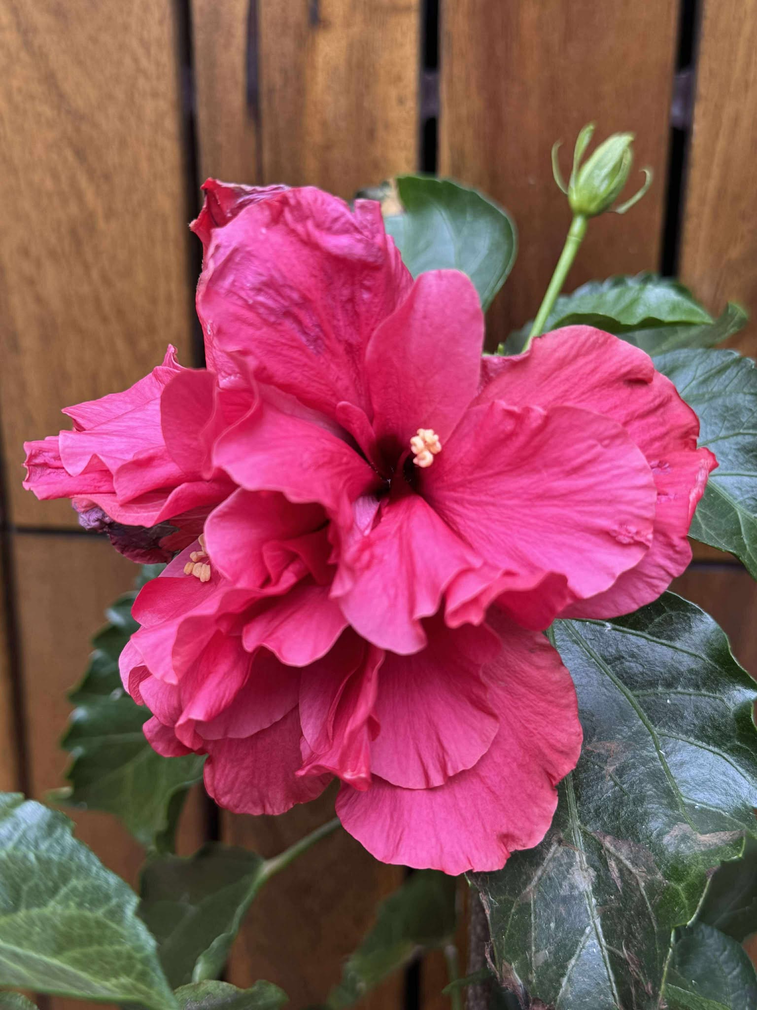 Hibiscus, roz-siclam