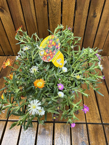 Delosperma Mix D17