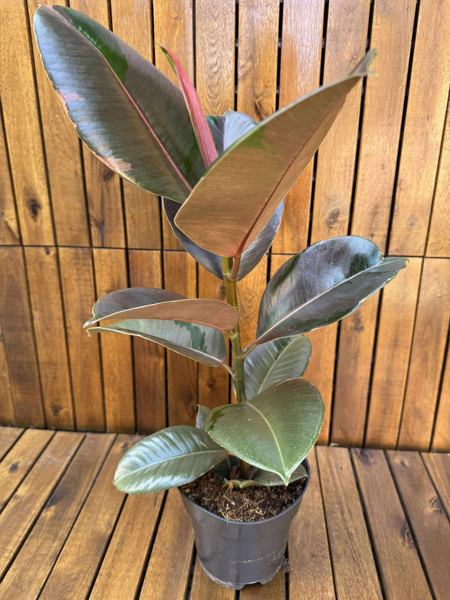 Ficus Pink Camouflage
