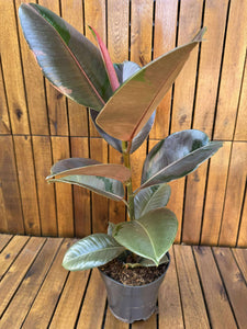 Ficus Pink Camouflage