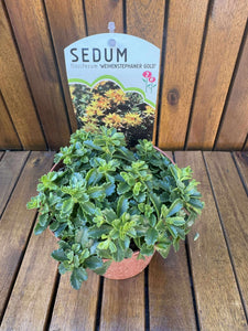 Sedum Weihenstephaner Gold