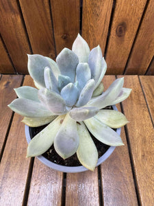 Graptosedum Ghost