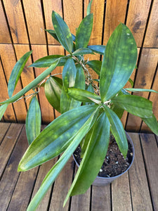 Dracaena Surculosa Exemplarul din foto)