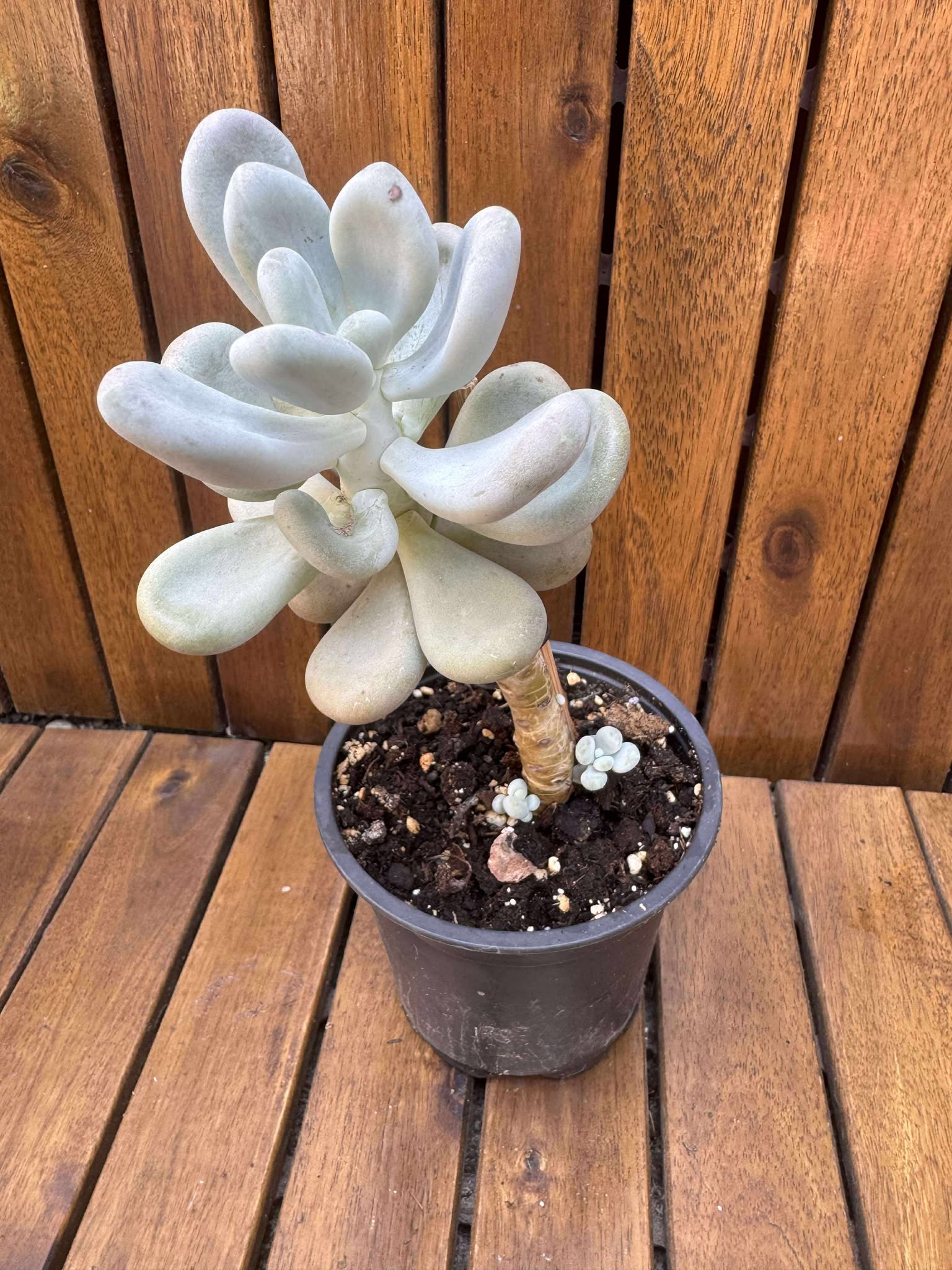 Pachyphytum (exemplarul din foto)
