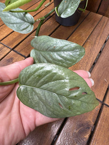 Epipremnum Cebu Blue