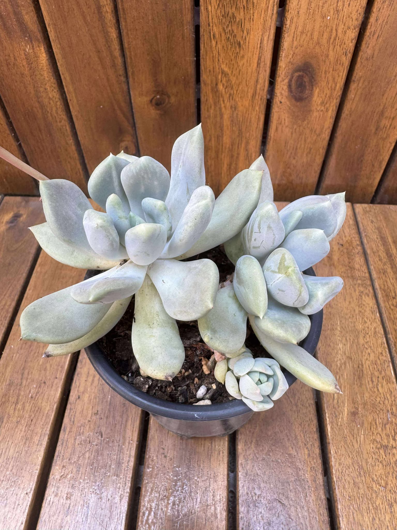 Graptosedum Ghost (exemplarul din foto)