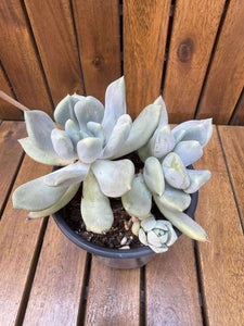 Graptosedum Ghost (exemplarul din foto)