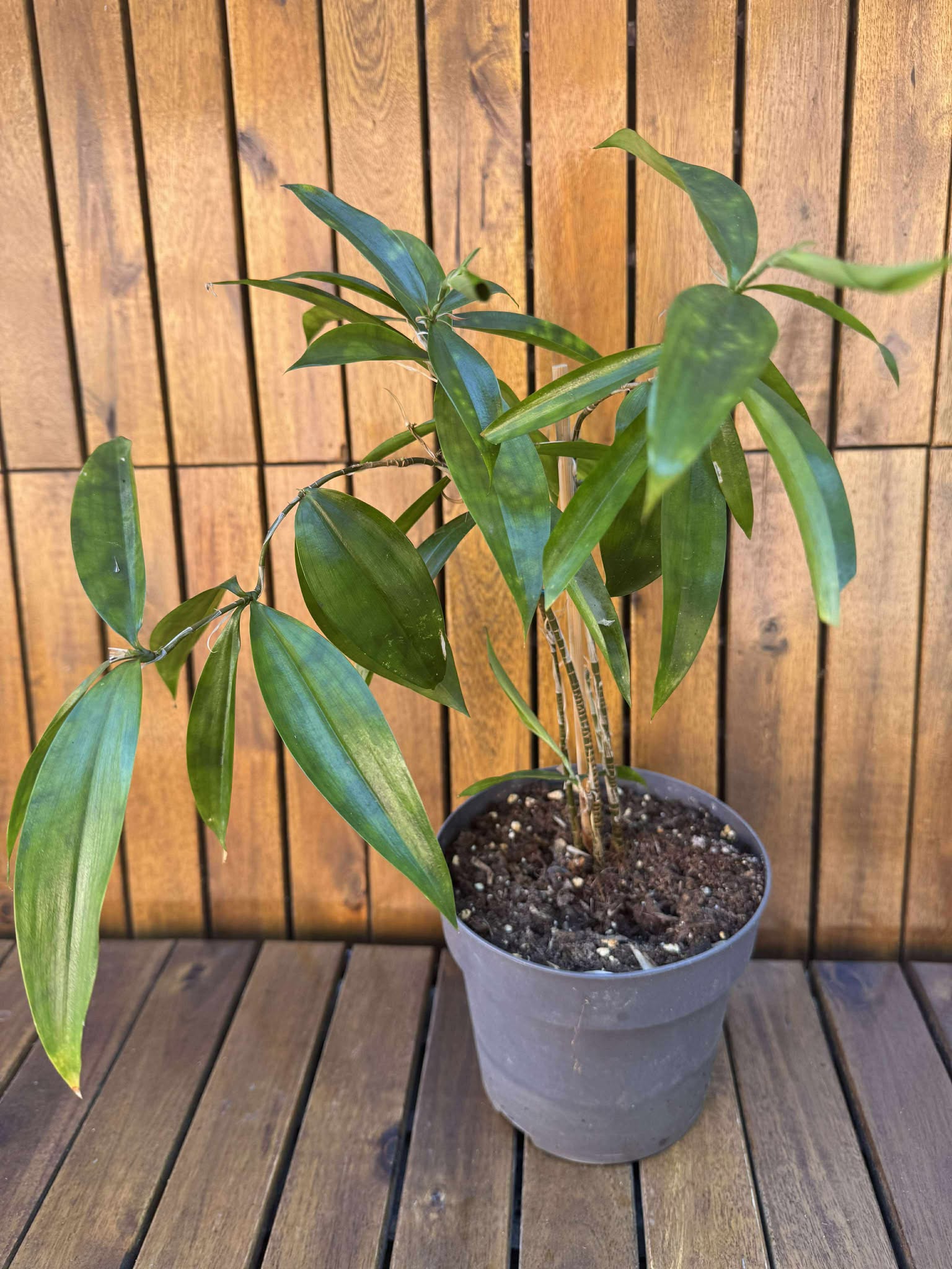 Dracaena Surculosa Exemplarul din foto)