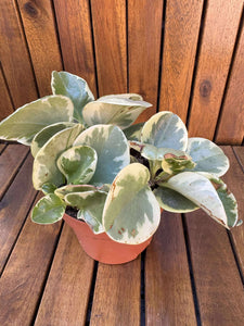 Peperomia Bicolor