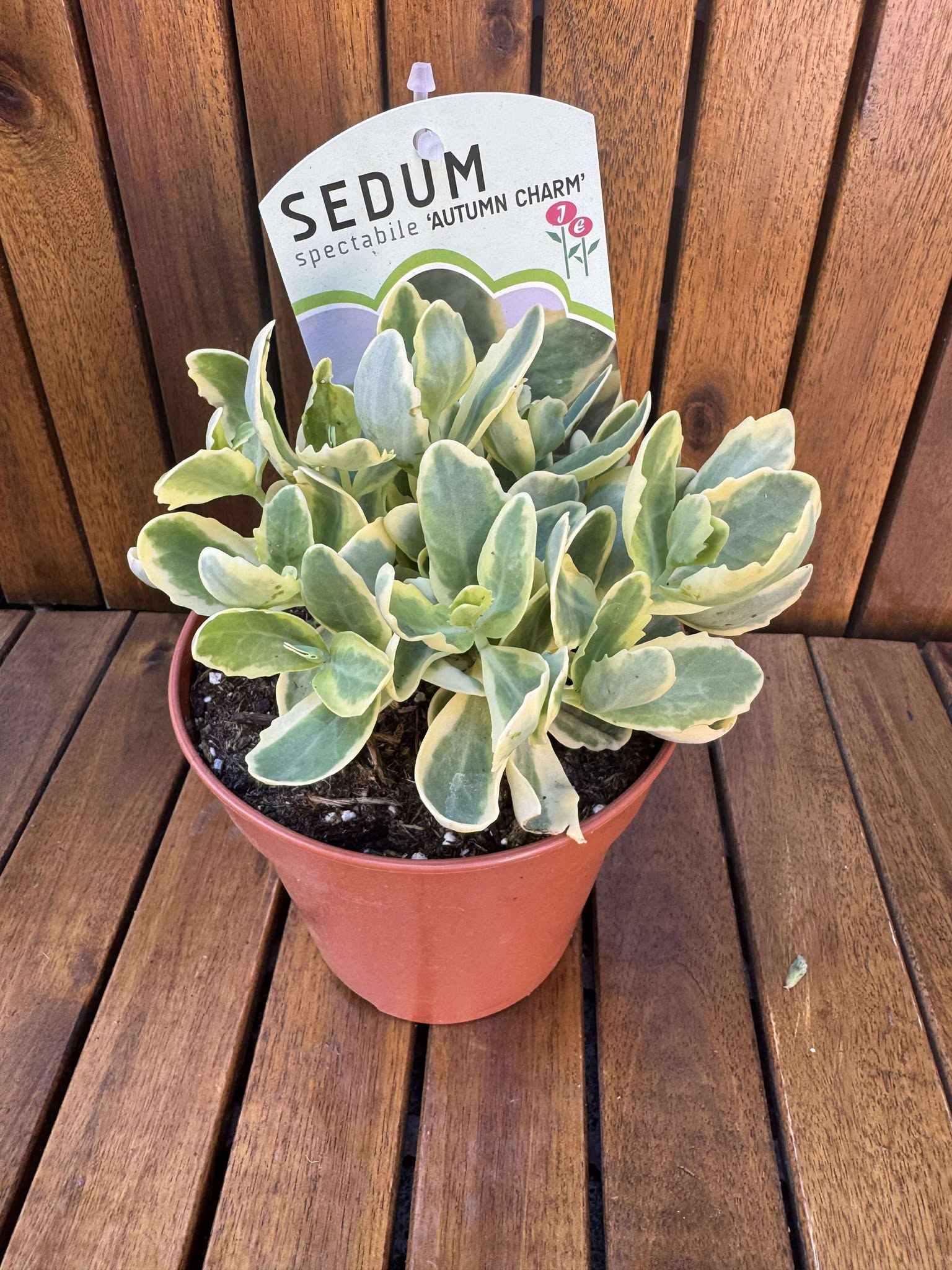 Sedum Autumn Charm