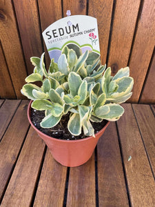 Sedum Autumn Charm