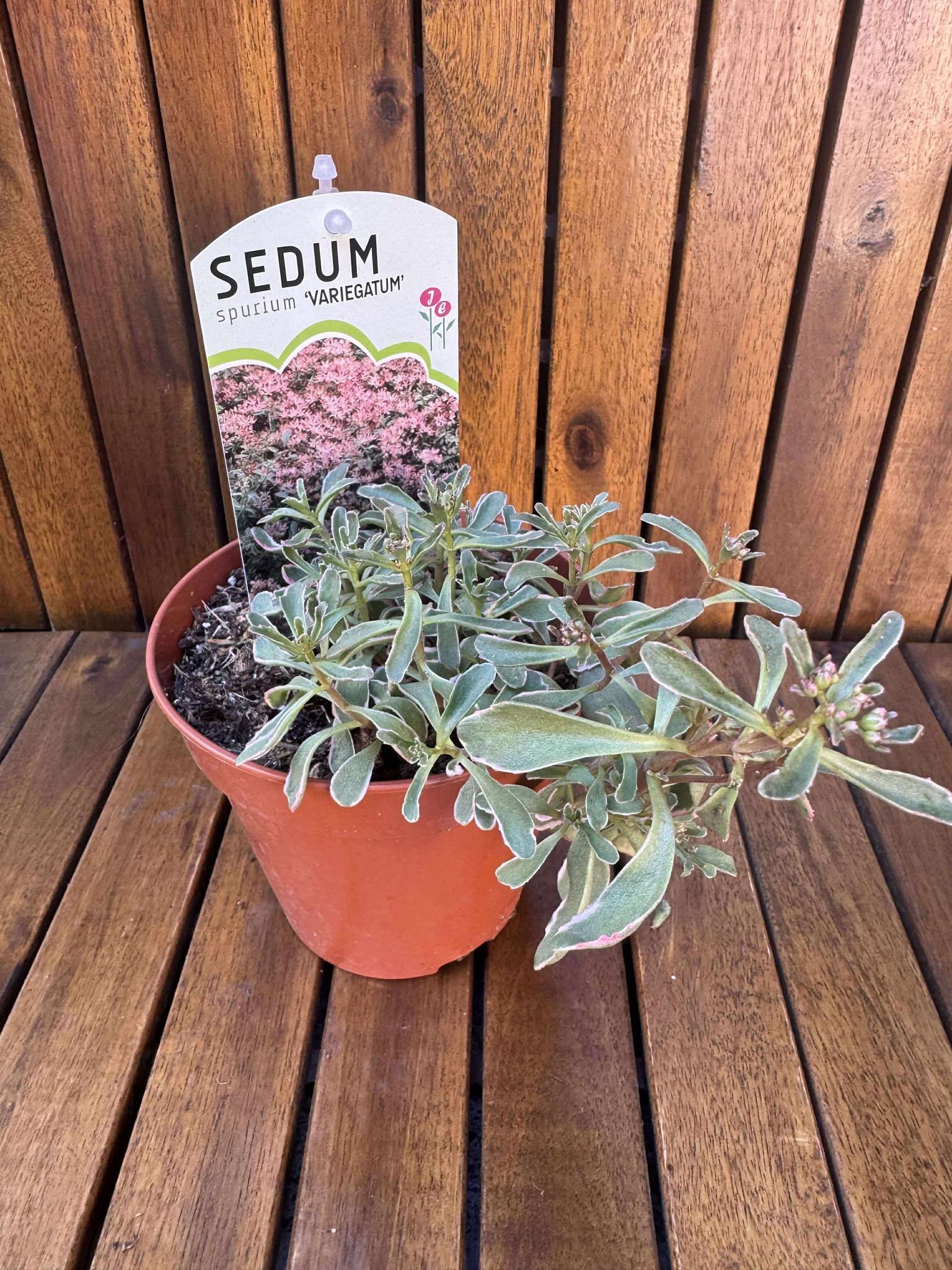 Sedum Spurium Variegat