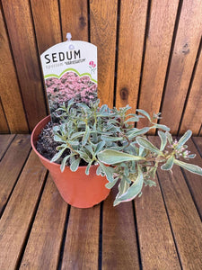 Sedum Spurium Variegat