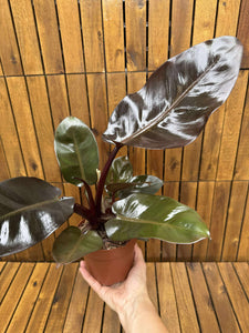 Philodendron Black Cardinal