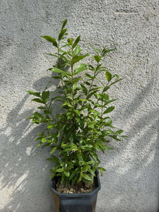 Rodiu/Punica Granatum