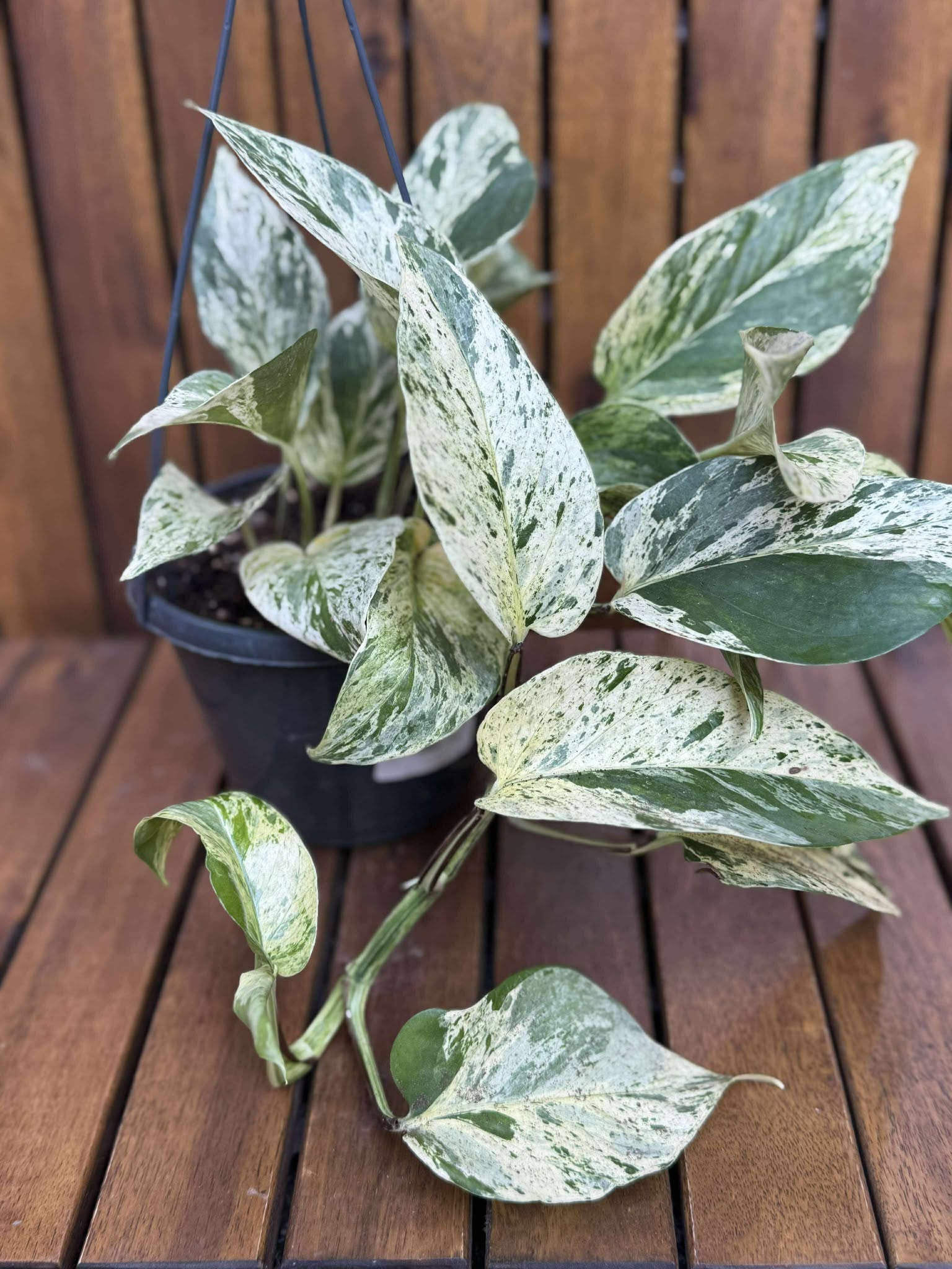 Epipremnum Marble