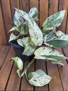 Epipremnum Marble