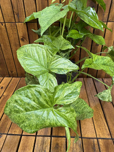 Syngonium Podophyllum Mottled