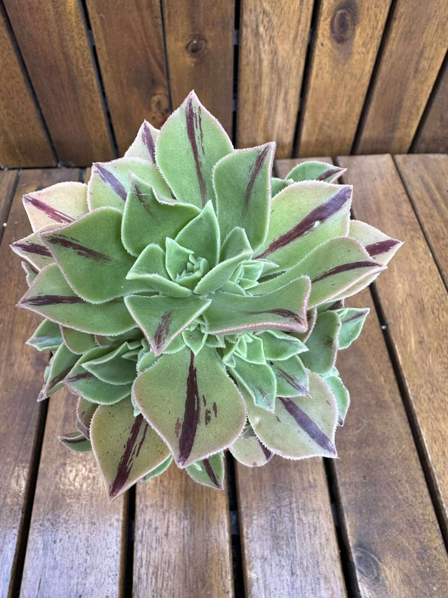 Aeonium Leucoblepharum