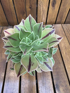 Aeonium Leucoblepharum