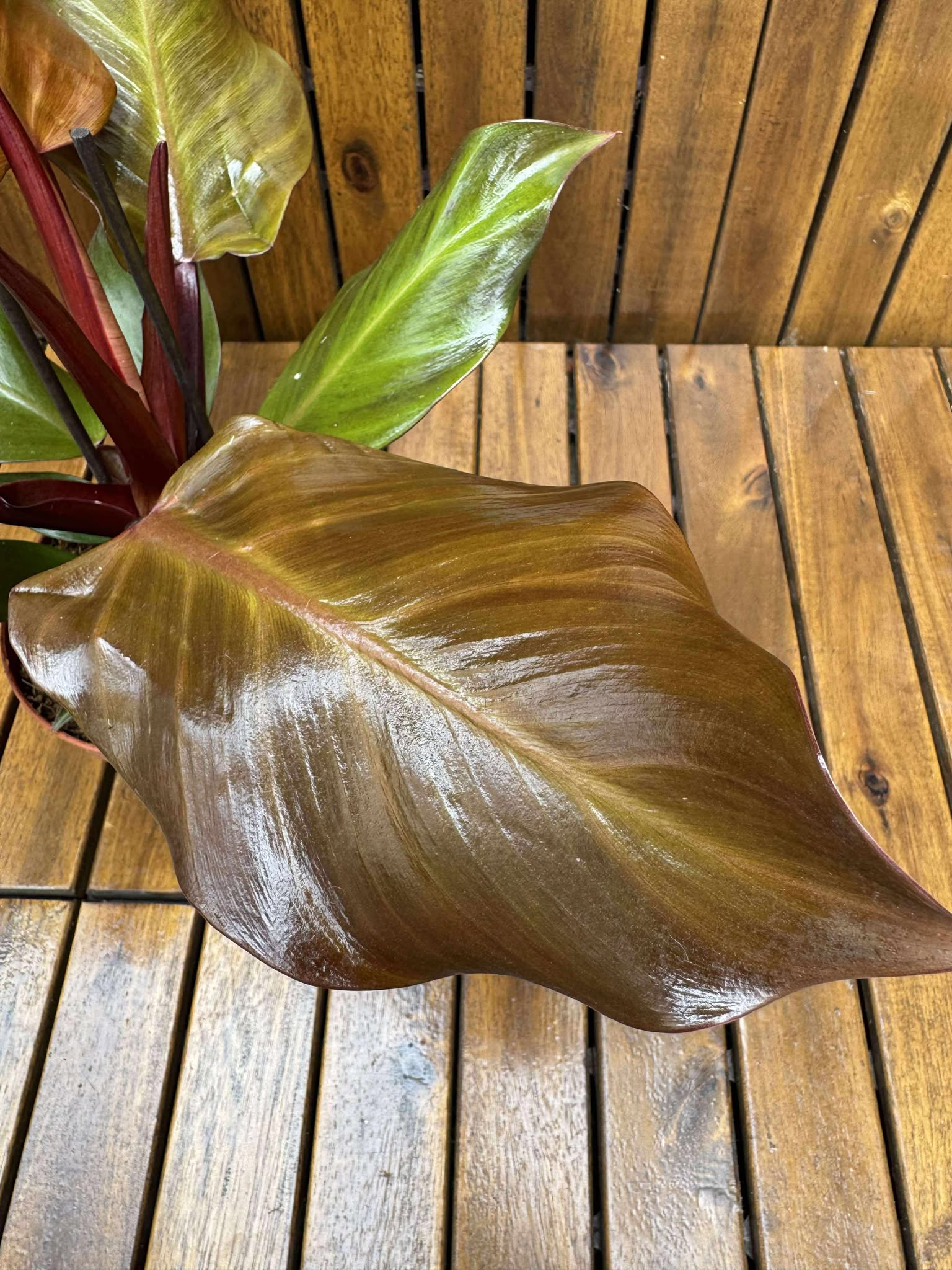 Philodendron Sunlight