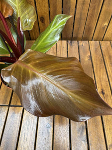 Philodendron Sunlight