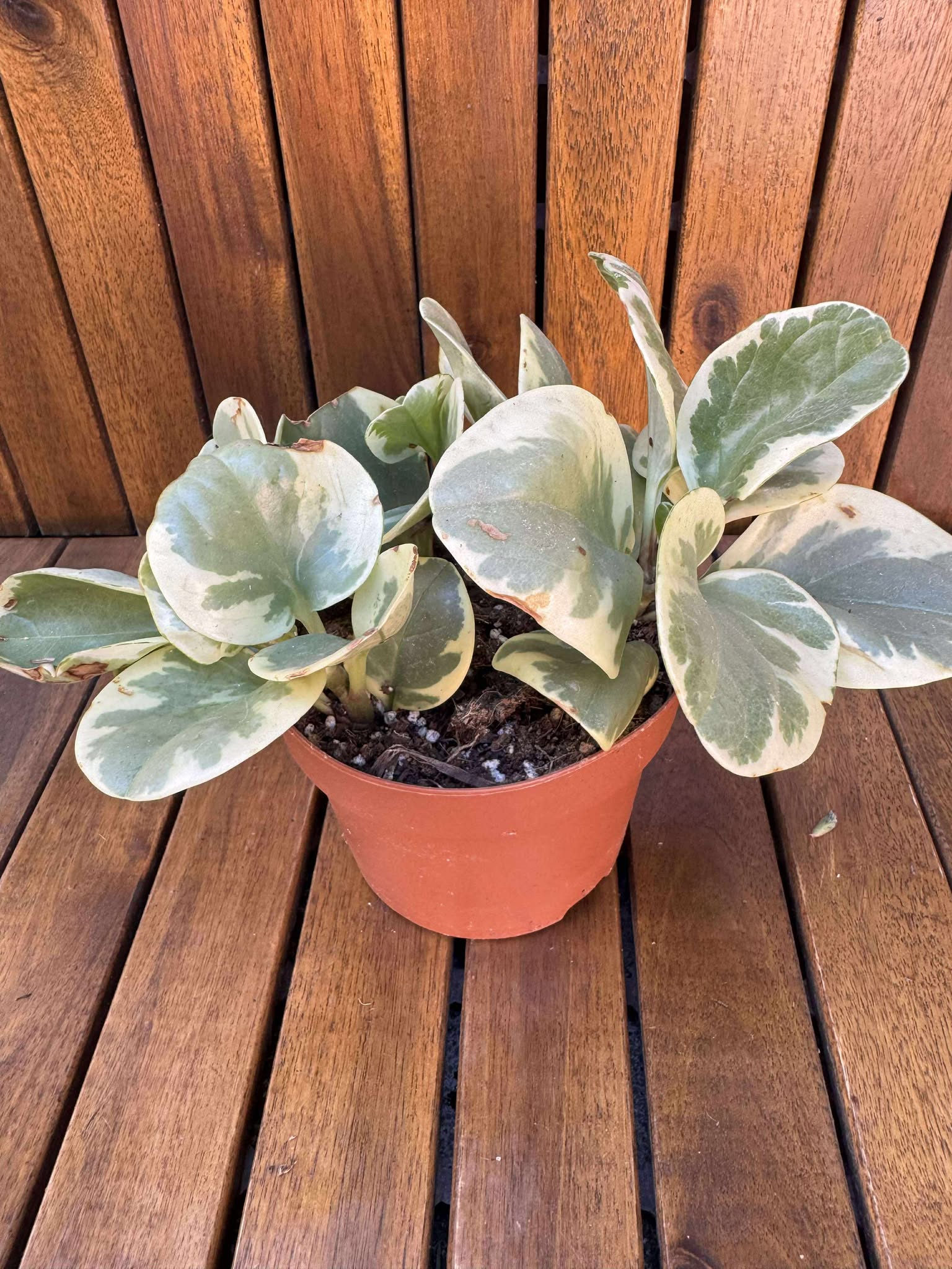 Peperomia Bicolor