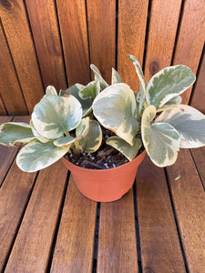 Peperomia Bicolor