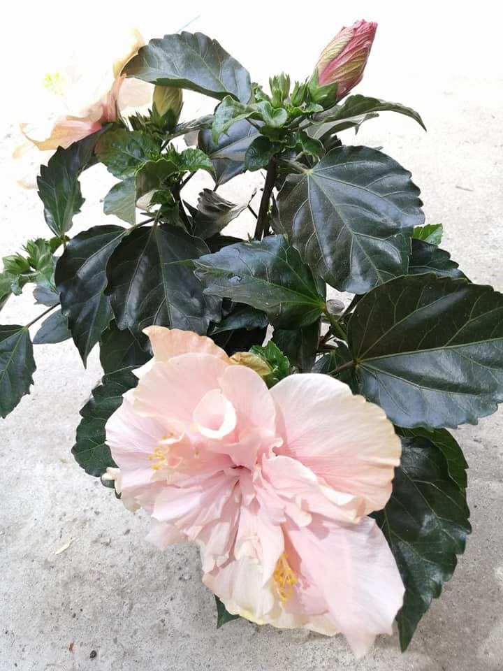Hibiscus Duo Colours, mix in ghiveci