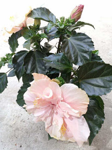 Hibiscus Duo Colours, mix in ghiveci