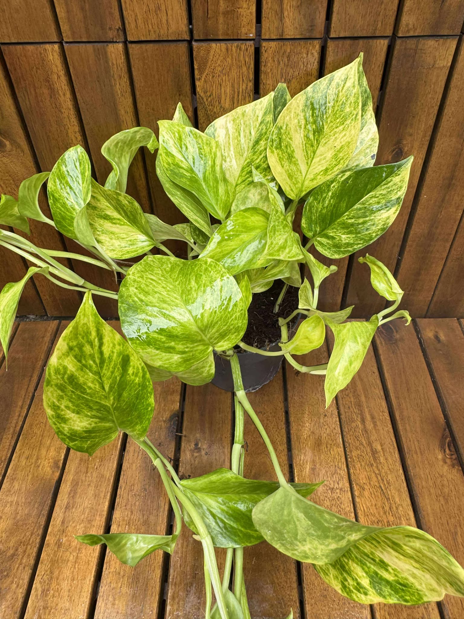 Epipremnum Hicolor