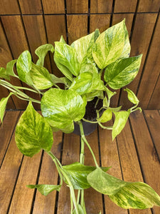 Epipremnum Hicolor