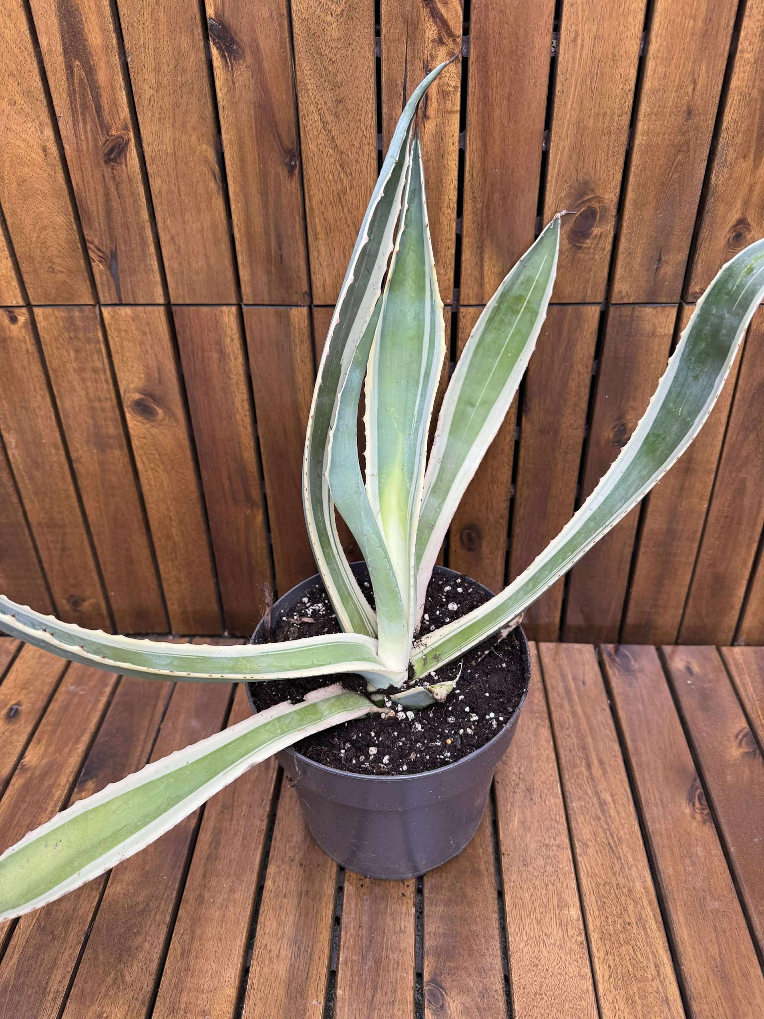 Agava Variegata