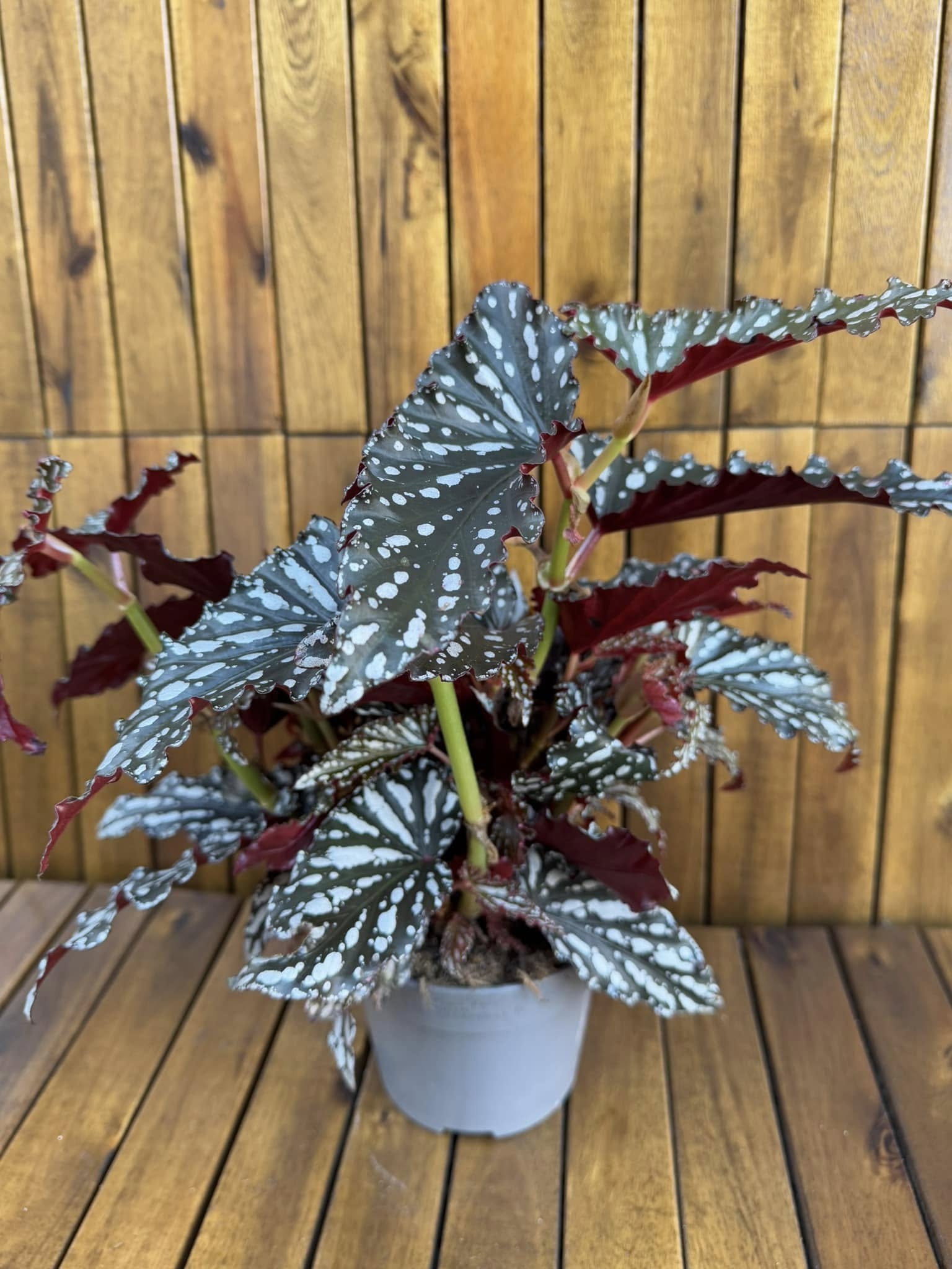 Begonia Spotlight Dark