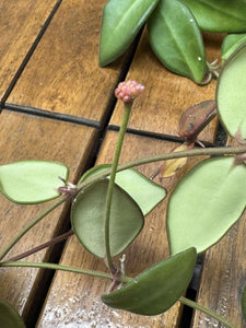 Hoya Burtoniae D15