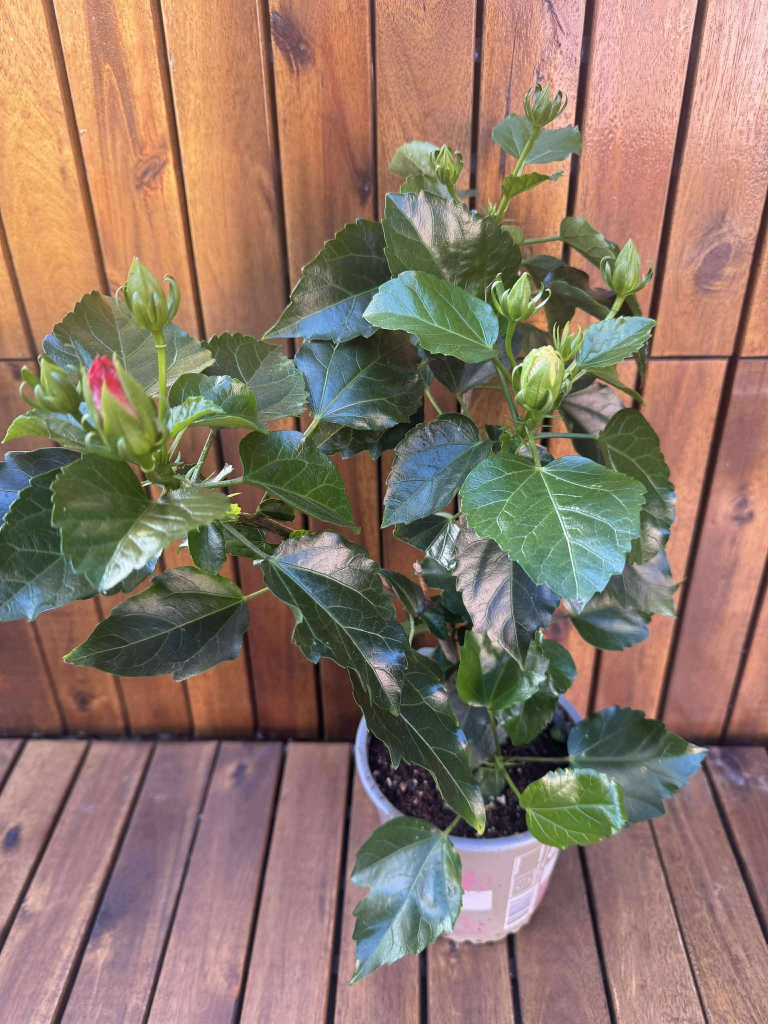 Hibiscus Duo Colours, mix in ghiveci