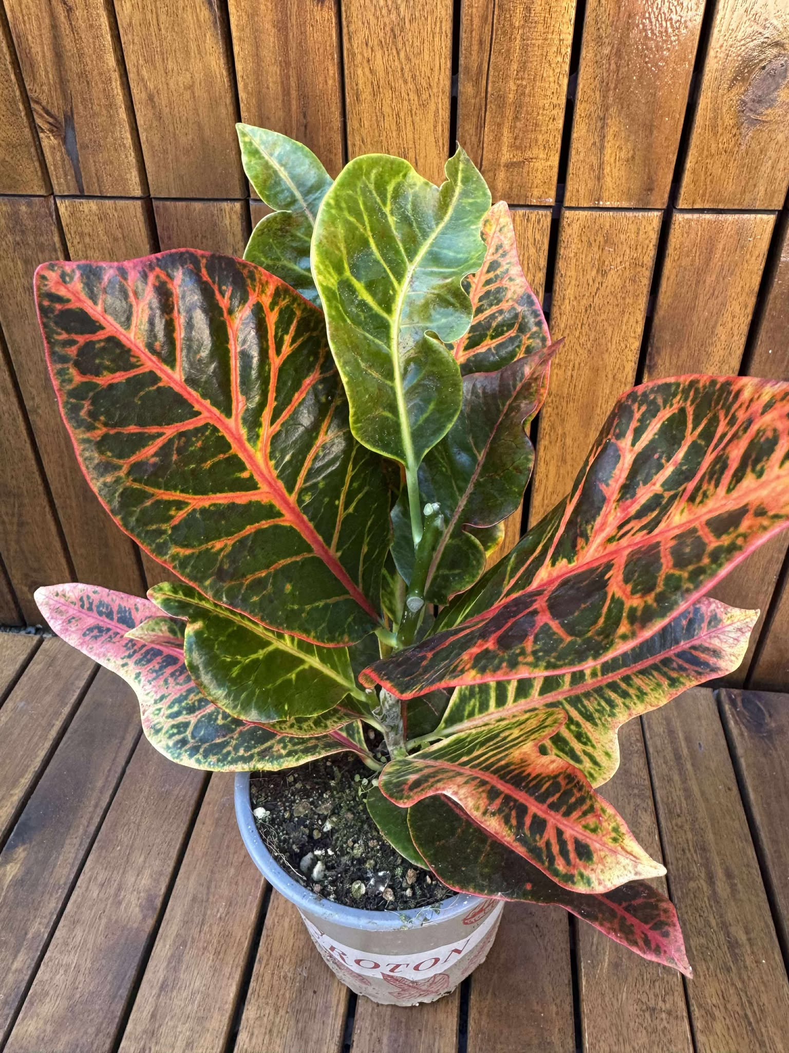 Croton Excellent