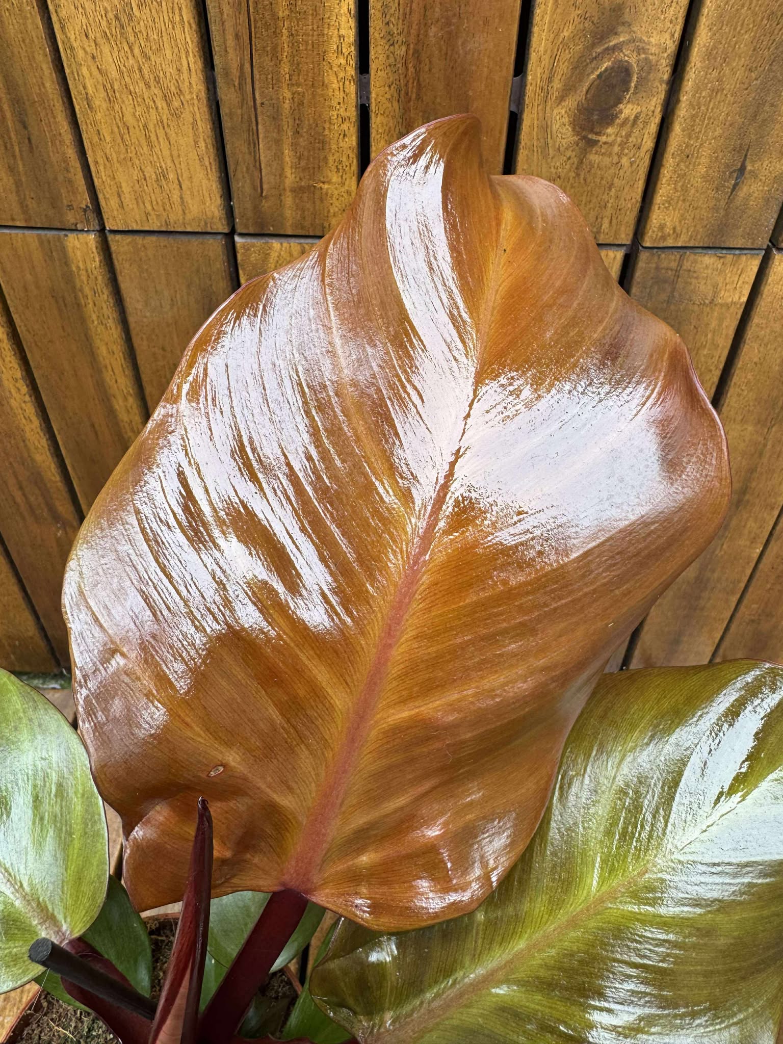 Philodendron Sunlight