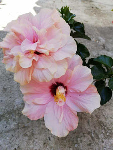 Hibiscus Duo Colours, mix in ghiveci
