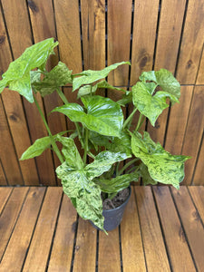 Syngonium Podophyllum Mottled
