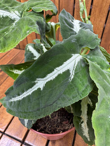 Syngonium Wendlandii