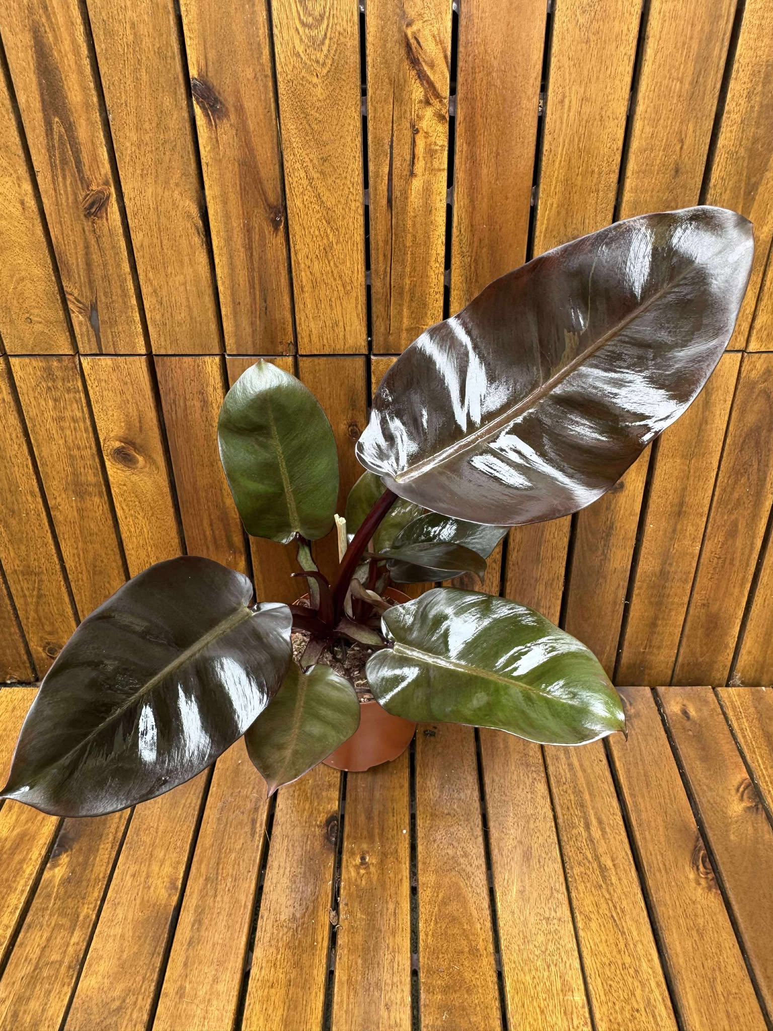Philodendron Black Cardinal