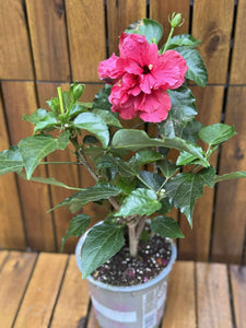 Hibiscus, roz-siclam
