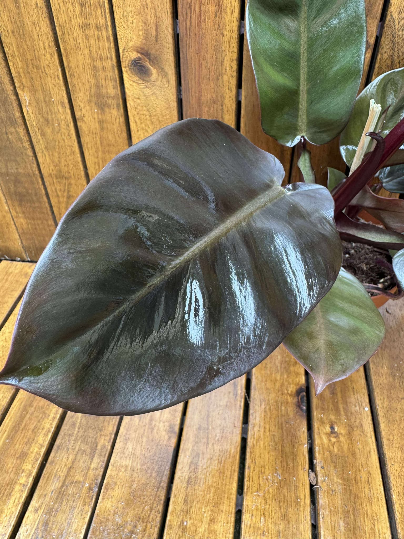 Philodendron Black Cardinal