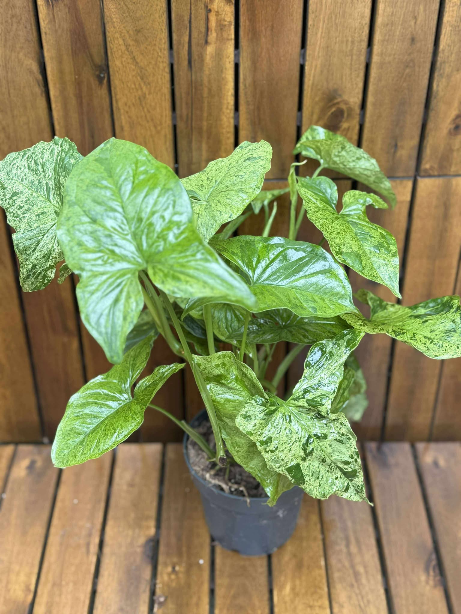 Syngonium Podophyllum Mottled