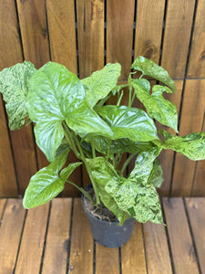 Syngonium Podophyllum Mottled