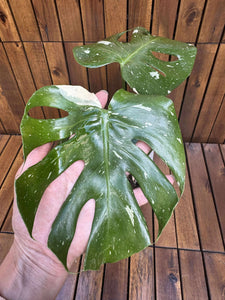 Monstera Thai Constellation (exemplarul din foto)