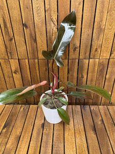 Philodendron Florida Bronze in ghiveci deco