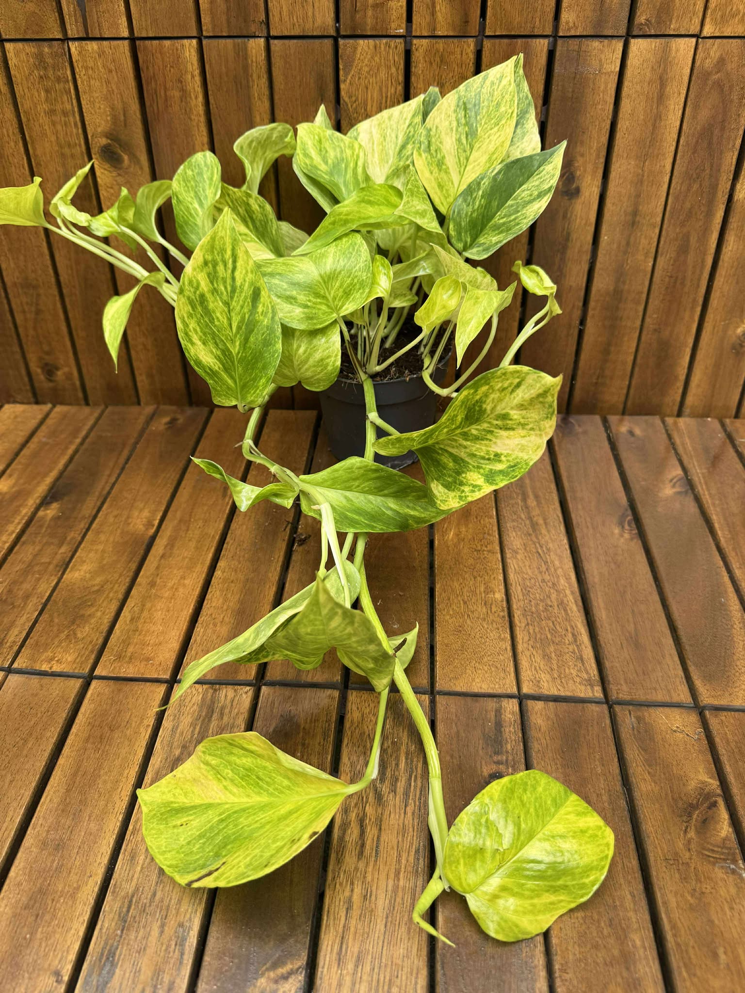 Epipremnum Hicolor