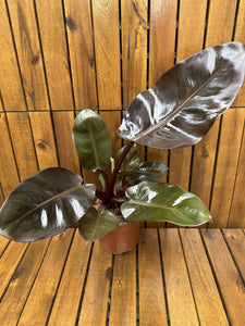 Philodendron Black Cardinal